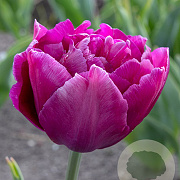 Tulipa Showcase 11-12 cm verpakt per 100