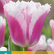 Tulipa Siesta 5 cm verpakt per 100