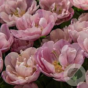 Tulipa 'TableDance' verpakt per 100
