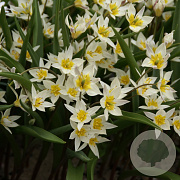 Tulipa turkestanica verpakt per 100