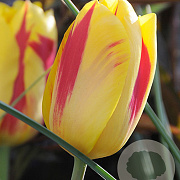 Tulipa Washington 11-12 cm verpakt per 100