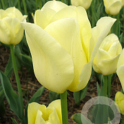 Tulipa World Friendship 11-12 cm verpakt per 100