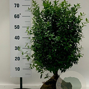 Ligustrum vulg. 'Lodense' 60-80 cm met kluit