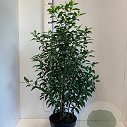 Prunus l. 'Angustifolia' 80-100 cm 7,5L