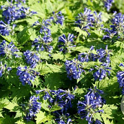 Ajuga incisa 'Blue Enigma' GM P9