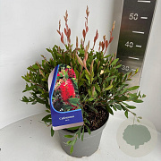 Callistemon citrinus 30-40 cm 5,0L