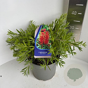 Callistemon citr. 'Red Clusters' 30-40 cm 5,0L