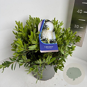 Callistemon citr. 'White Anzac' 30-40 cm 5,0L