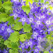 Campanula 'Dickson's Gold' GM P9