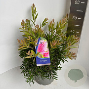Callistemon 'Perth Pink' 30-40 cm 5,0L