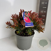 Callistemon 'Red Rocket' 30-40 cm 5,0L
