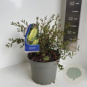 Callistemon salignus 30-40 cm 5,0L