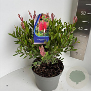 Callistemon vimin. Inferno 40-50 cm 5,0L