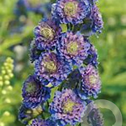 Delphinium 'Sweet Sensation' GM  P11