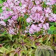 Filipendula 'Red Umbrellas' GM P9