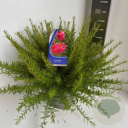 Grevillea juniperina 30-40 cm 5,0L