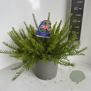 Grevillea rosmarinifolia 30-40 cm 5,0L