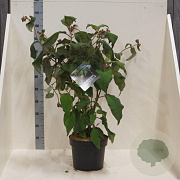 Hydrangea asp. 'Macrophylla' 60-80 cm 10L