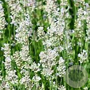 Lavandula ang. 'Silbermöwe' GM P9