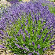 Lavandula ang. 'Twickel Purple' GM P9