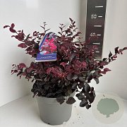 Loropetalum c. Ever Red 30-40 cm 5,0L