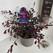 Loropetalum chinense 30-40 cm 5,0L