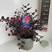 Loropetalum chinense rubrum 30-40 cm 5,0L