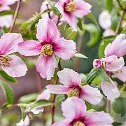 Philadelphus Petite Perfume Pink 30-40 cm 2,0L
