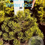 Pinus mugo 'Winter Gold' 30-40 cm met kluit