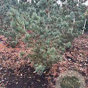 Pinus parv. 'Glauca' 100-125 cm met kluit