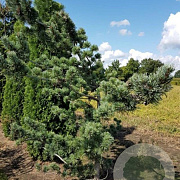 Pinus parv. 'Glauca' 50-60 cm met kluit