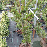 Pinus parv. 'Glauca' 80-100 cm met kluit