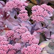 Sedum telep. 'Karfunkelstein' GM P9