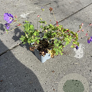 Geranium 'Gerwat' GM P9