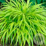 Hakonechloa macra 'All Gold' GM P9