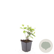 Hypericum i. 'Rheingold' GM P9