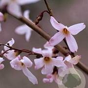 Abeliophyllum distichum 'Roseum' 80-100 cm 5,0L