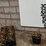 Alchemilla mollis GM C1.3 BIO