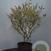 Buddleja 'White Ball' 60-80 cm 7,5L