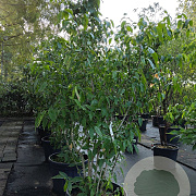 Chimonanthus praecox 225-250 cm container meerstammig