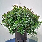 Euphorbia amygdaloides 'Purpurea' GM P9