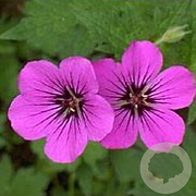 Geranium psil. 'Bressingham Flair' GM P9