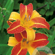 Hemerocallis 'Frans Hals' GM P9