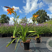 Hemerocallis 'Frans Hals' GM P9