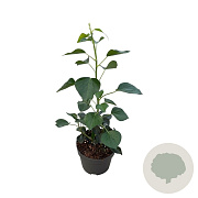 Hedera hel. 'Arborescens' 20-30 cm 2,0L