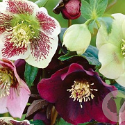 Helleborus orientalis GM P9