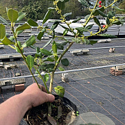 Ilex aq. 'J.C. van Tol' 40-60 cm 3,0L