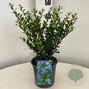 Ilex crenata 'Caroline Upright' 20-25 cm 2,0L