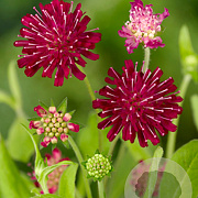 Knautia macedonica GM P9