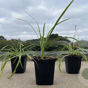 Liriope muscari 'Monroe White' 10-20 cm P9